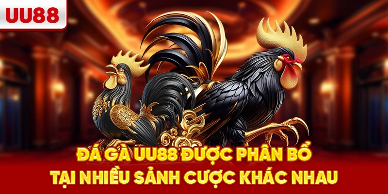Đá gà UU88 được phân bổ tại nhiều sảnh cược khác nhau