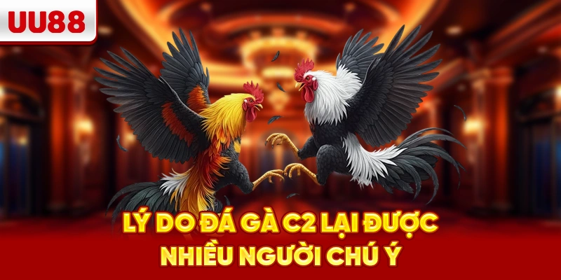 Lý do đá gà C2 lại được nhiều người chú ý