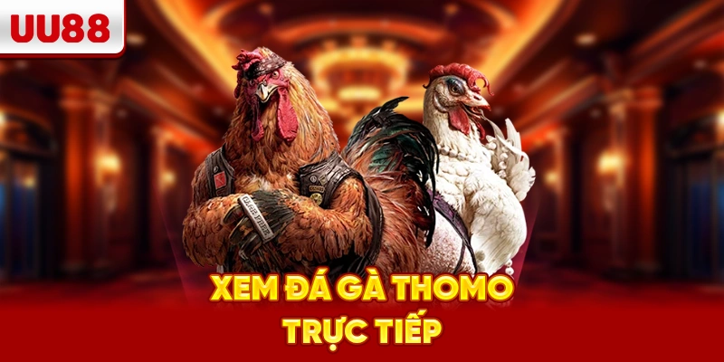 Xem đá gà thomo trực tiếp